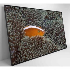 Quadro Peixe Palhaço Em Anêmona No Mar Medidas 120x80 Cm Impressão Tecido Canvas