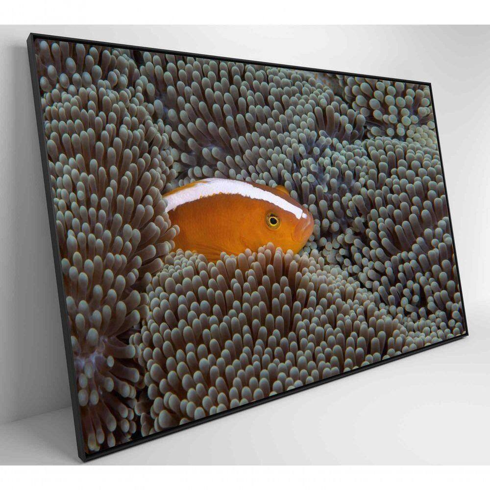Quadro Peixe Palhaço Em Anêmona No Mar Medidas 120x80 Cm Impressão Adesivo Fotográfico