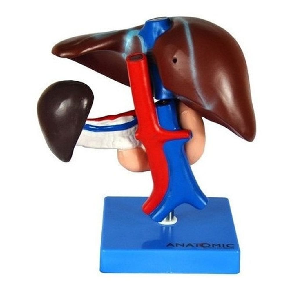 Figado Vesícula Biliar Pâncrea Duodeno Baço Artérias E Veias