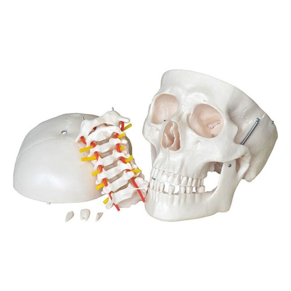 Modelo Anatômico Crânio Com Coluna Cervical 3 Dentes Removiv