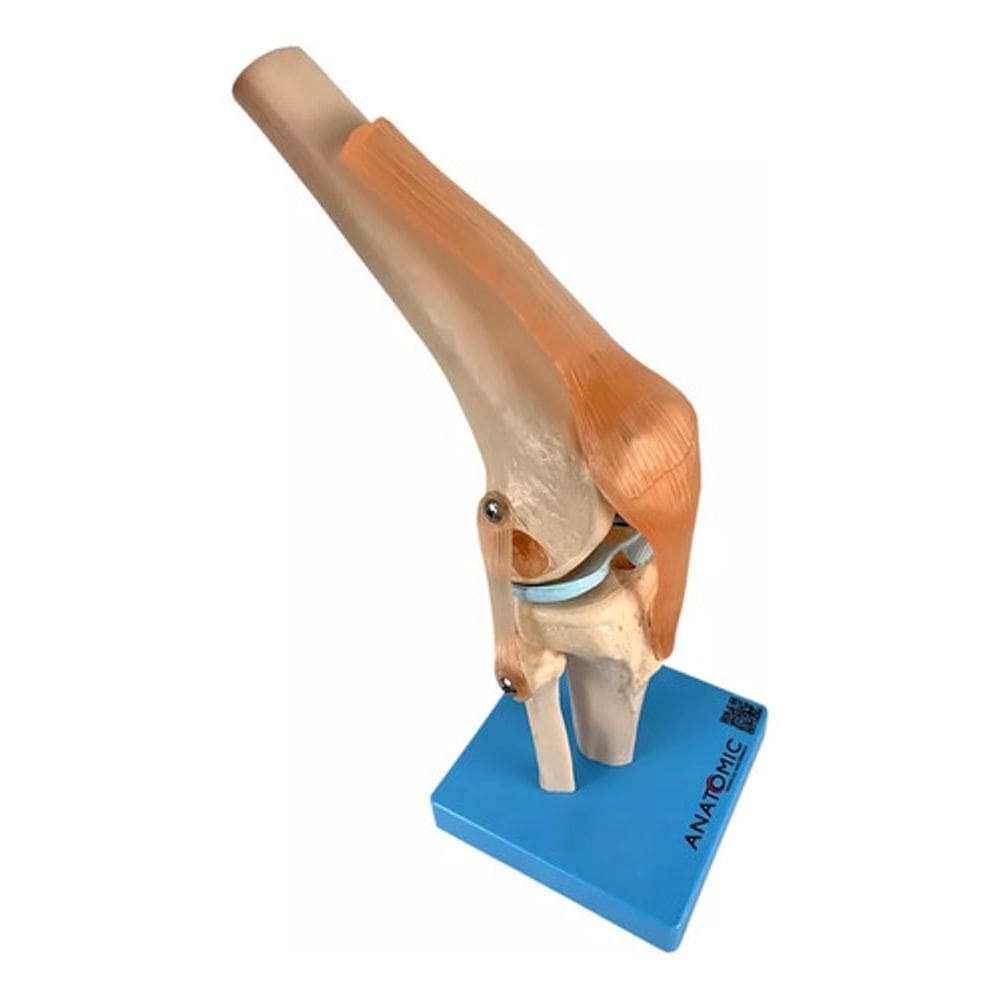 Modelo Anatômico Articulação Joelho Com Ligamentos Anatomic