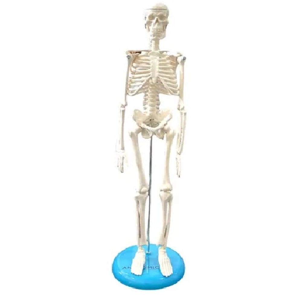 Mini Esqueleto Humano 45cm Articulado Base Anatomic Profissi