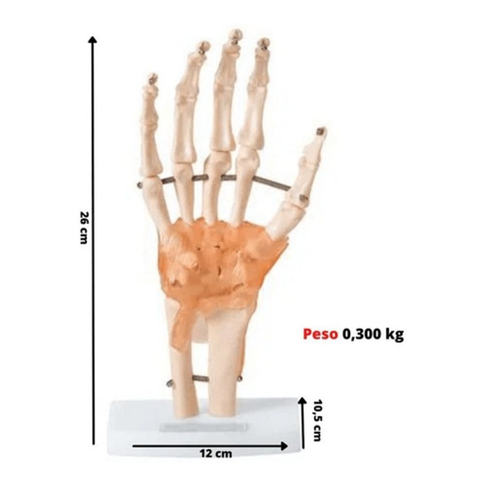 Mão Anatomica C/ Articulação Ligamentos Ossos Punho Anatomic