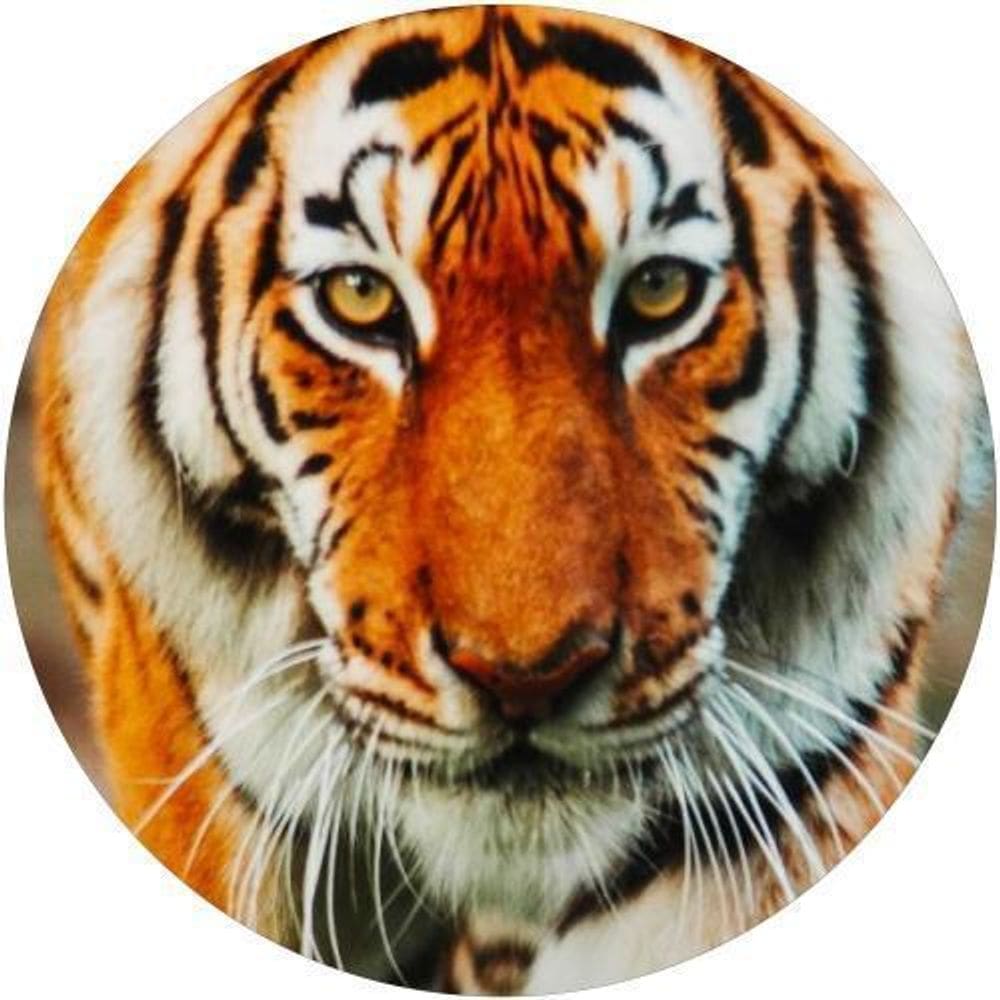 Capa De Estepe Ecosport Aircross Tigre