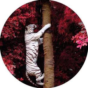 Capa De Estepe Ecosport Aircross Tigre Branco Floresta