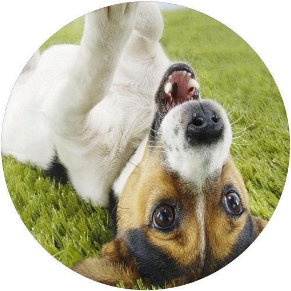 Capa De Estepe Ecosport Aircross Cachorrinho Fofo