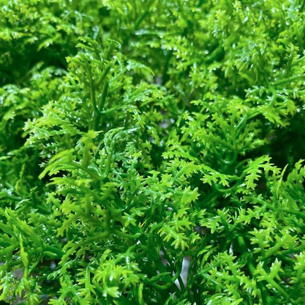 Jardim Vertical Cipreste Gg054a Pack 4pç / 1m² Cipreste