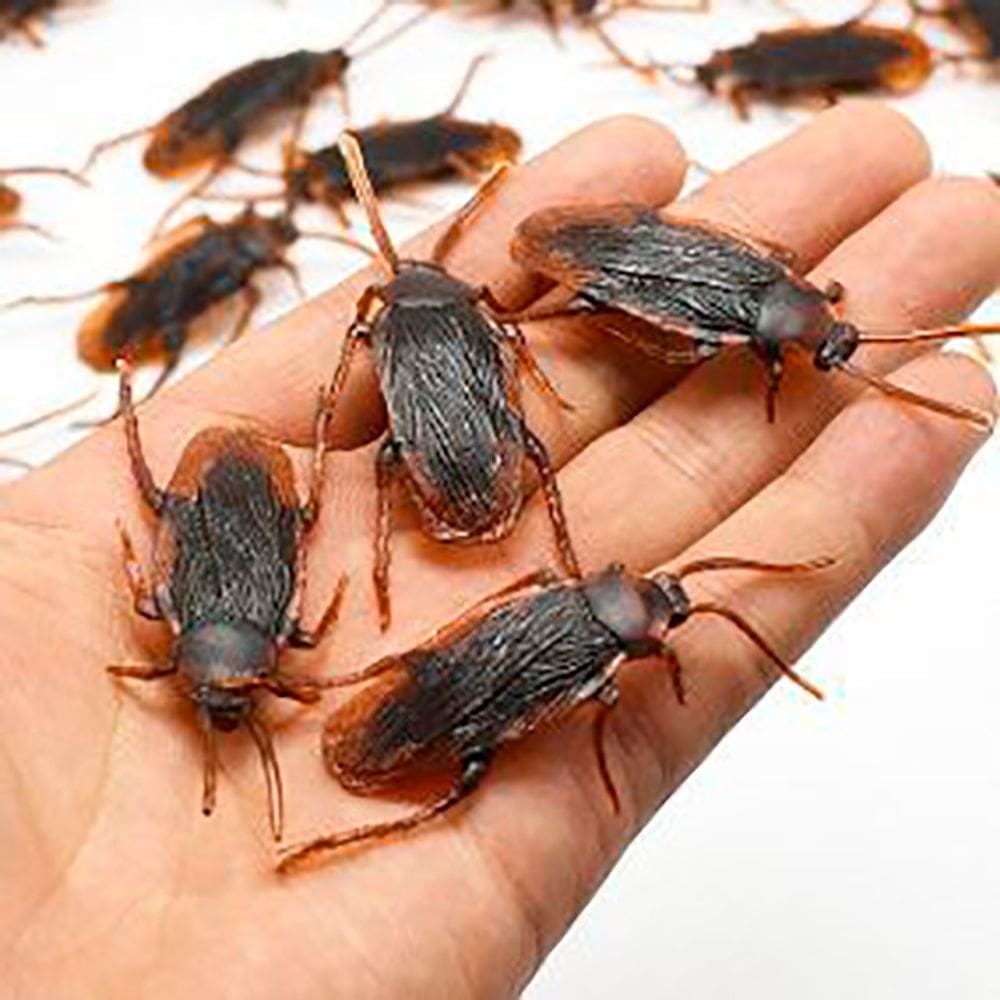 Gozação Zoeira Barata Falsa