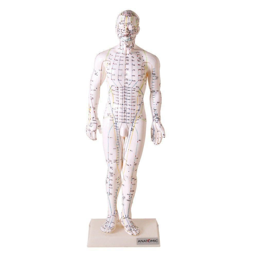 Manequim Para Acupuntura Masculino 50 Cm