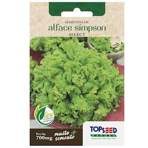 Sementes de Alface Crespa Simpson Select TOPSEED
