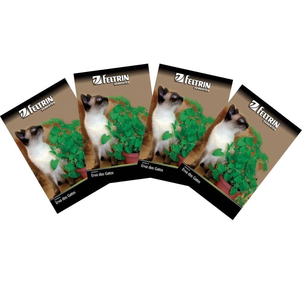 4X Sementes de Erva dos Gatos FELTRIN