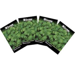4X Sementes de Manjericão Fragranza FELTRIN