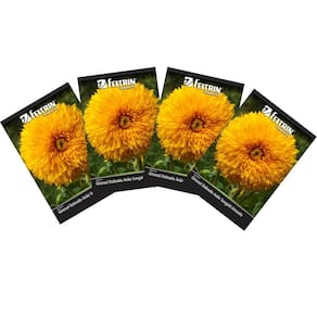 4X Sementes de Girassol Dobrado Anão Sungold FELTRIN