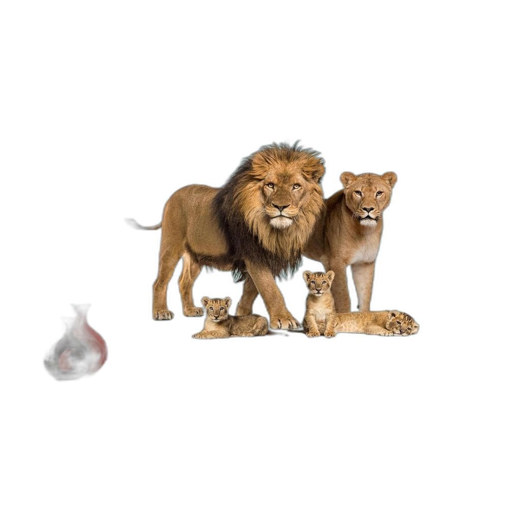 Papel De Parede Animais Leão Família Filhotes 3,5M Anm528