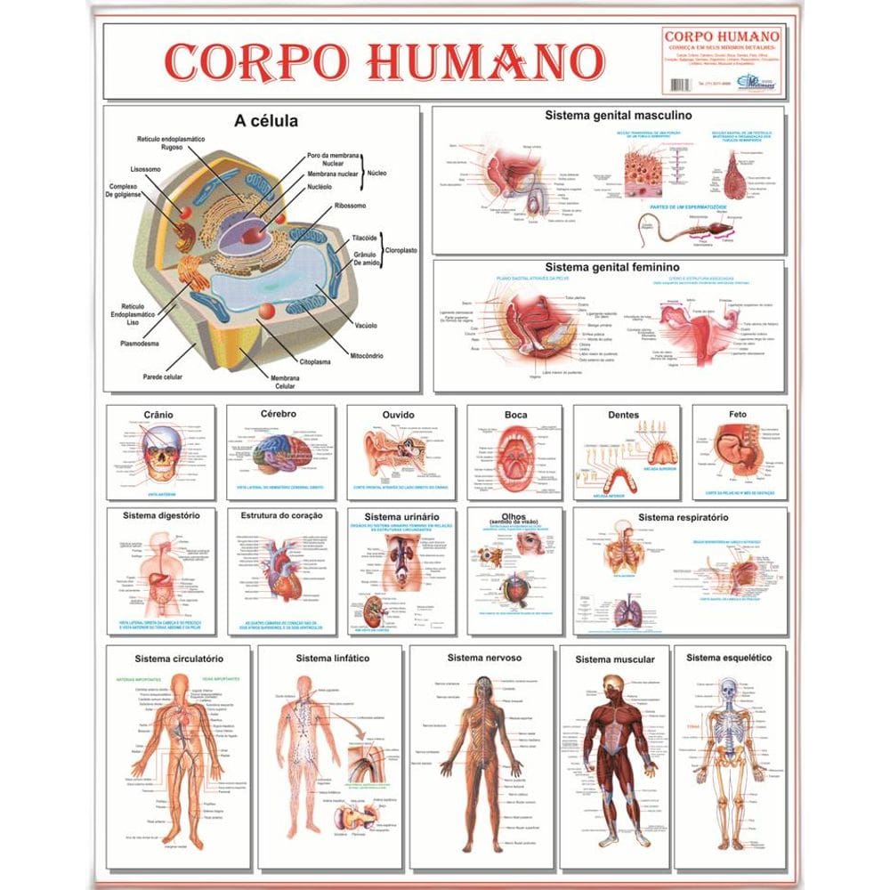 Mapa Anatomia do Corpo Humano 120cmX 90cm Gigante