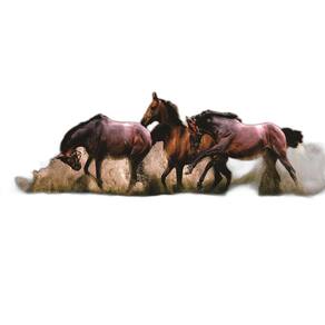 Fundo Fotográfico Em Tecido Cavalos Na Praia 2,20X1,50.