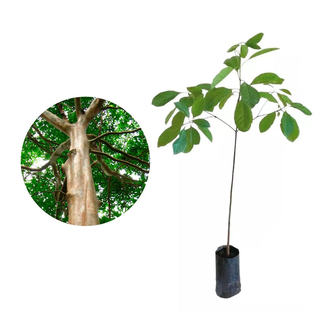 Muda de Pau Mulato 20 a 40cm AMK - Plantas Online