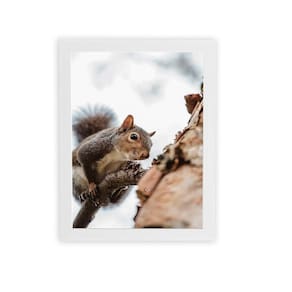 Esquilo Árvore Foto Animais Quadro Moldura Branca 60X40Cm