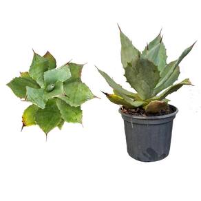 Muda de Agave Azul 20 a 40cm AMK - Plantas Online
