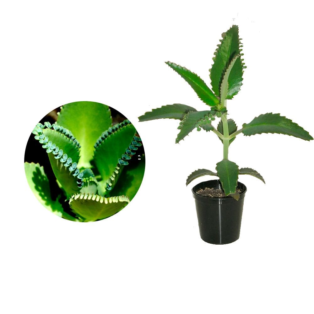 Muda de Aranto 20 a 40cm AMK - Plantas Online