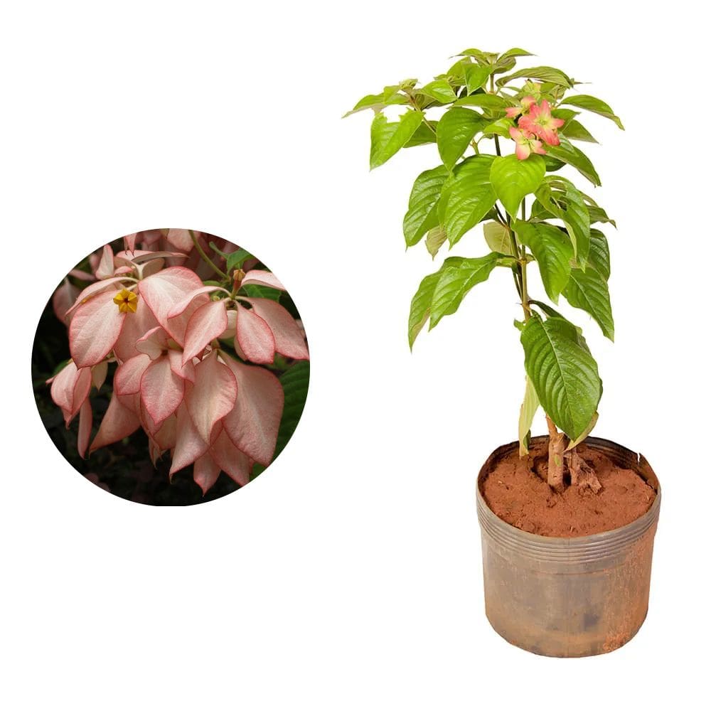 Muda de Mussaenda 20 a 40cm AMK - Plantas Online