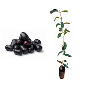 Muda de Jamelão 20 a 40cm AMK - Plantas Online