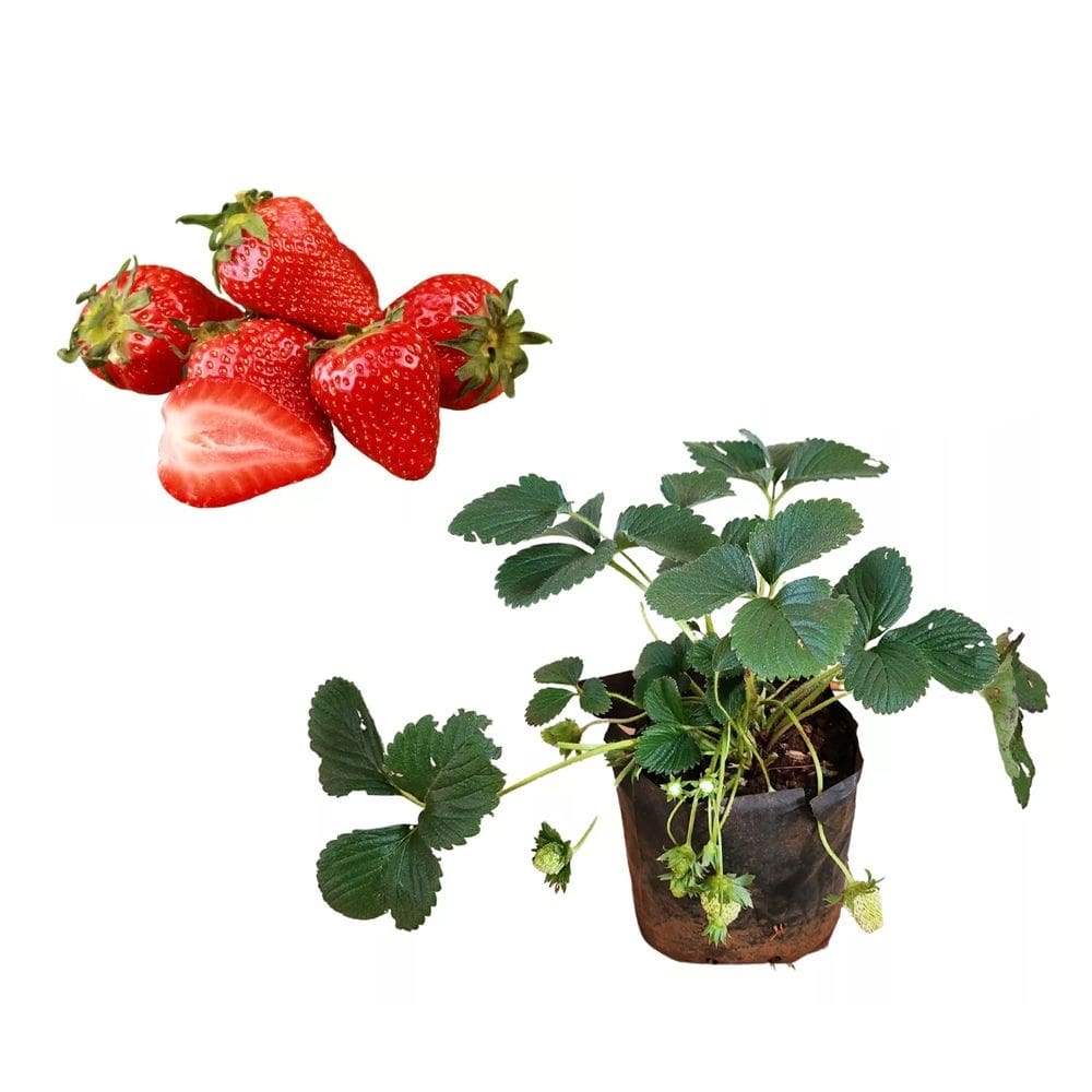 Muda de Morango 20 a 40cm AMK - Plantas Online