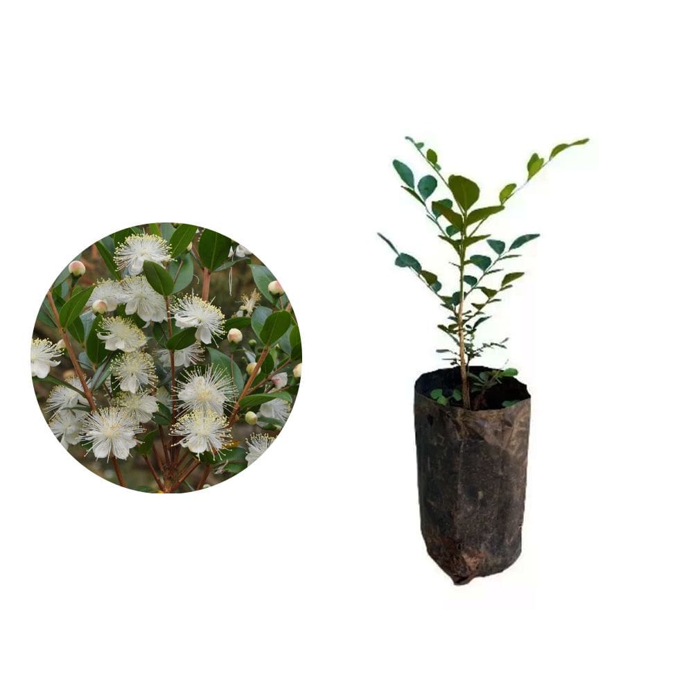 kit 50 Mudas de Murta 20 a 40cm AMK - Plantas Online
