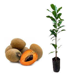 Muda de Sapoti 20 a 40cm AMK - Plantas Online