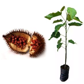 Muda de Urucum 20 a 40cm AMK - Plantas Online