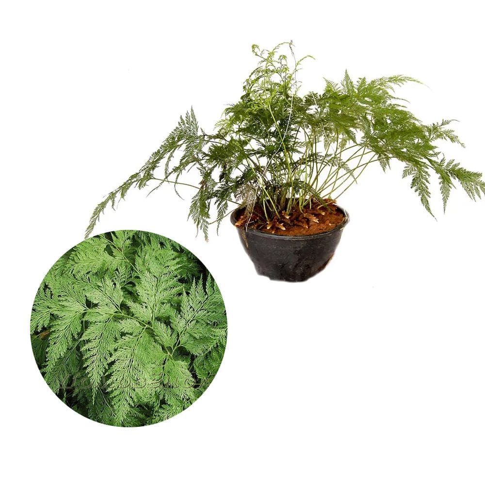 Muda de Renda Portuguesa 20 a 40cm AMK - Plantas Online