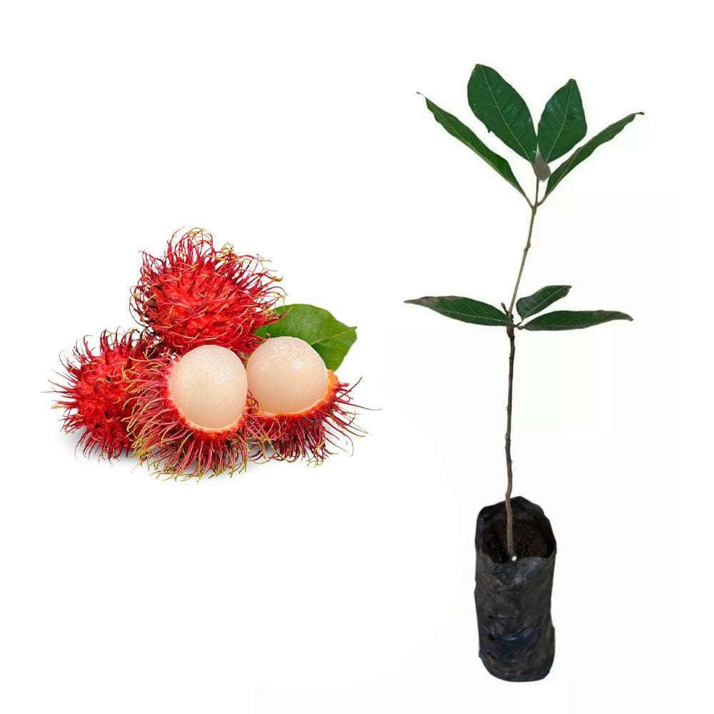 Muda de Rambutan 20 a 40cm AMK - Plantas Online