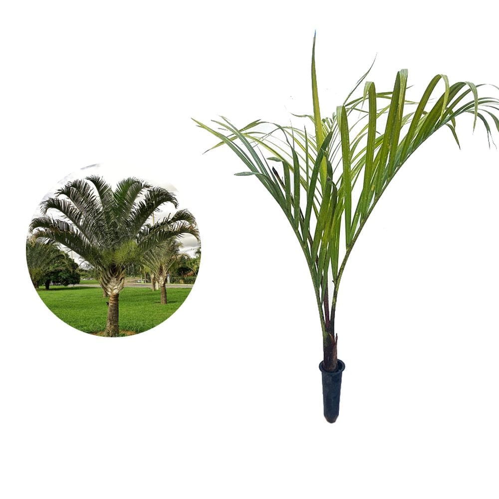 Muda de Palmeira Triangular 20 a 40cm AMK - Plantas Online