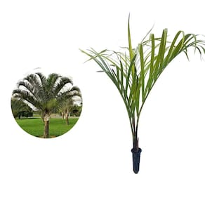 Muda de Palmeira Triangular 20 a 40cm AMK - Plantas Online