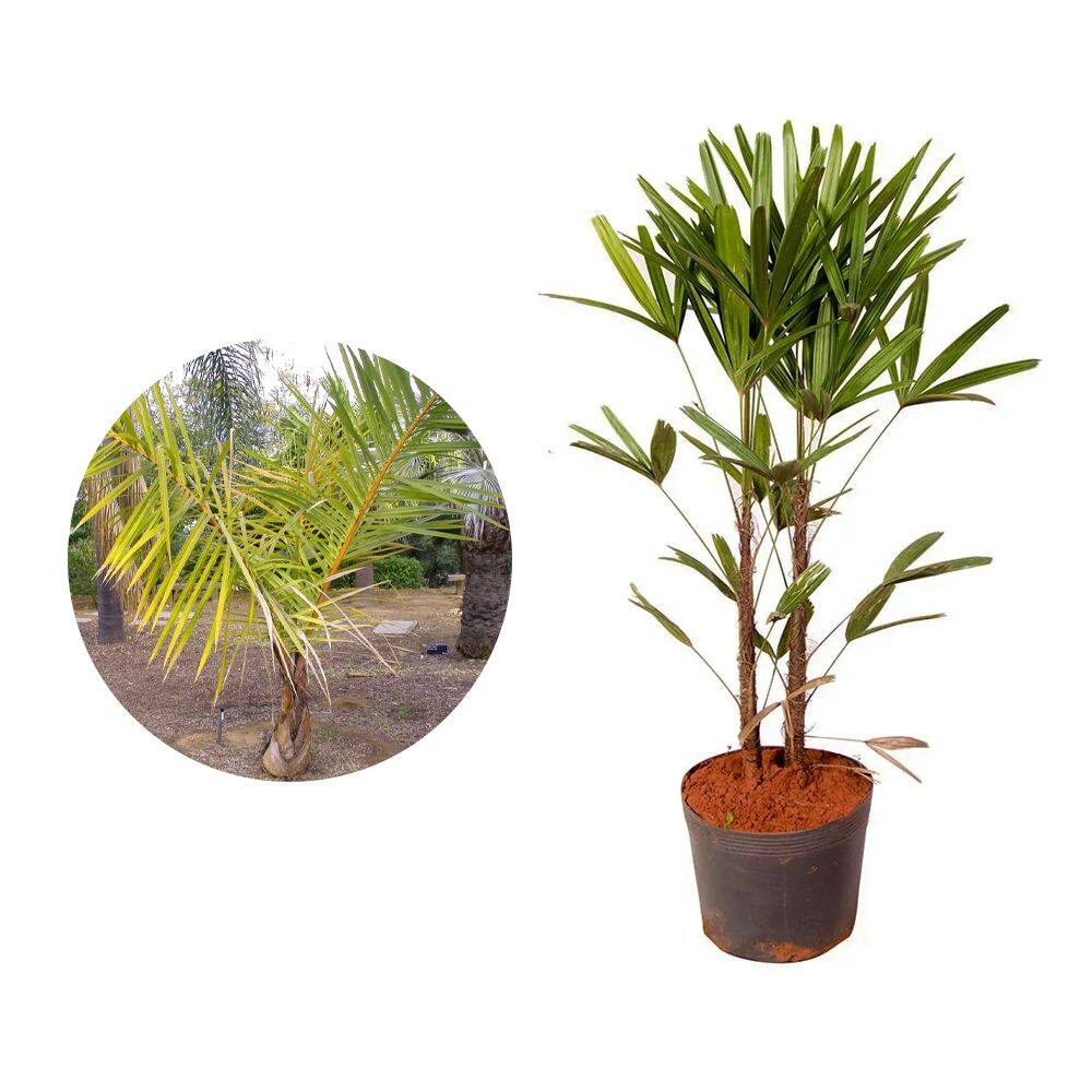 Muda de Rafia 20 a 40cm AMK - Plantas Online
