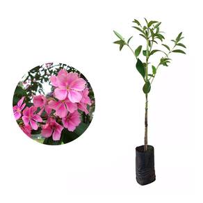 Muda de Quaresmeira Rosa 20 a 40cm AMK - Plantas Online