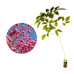 Muda de Ipe Rosa 20 a 40cm AMK - Plantas Online
