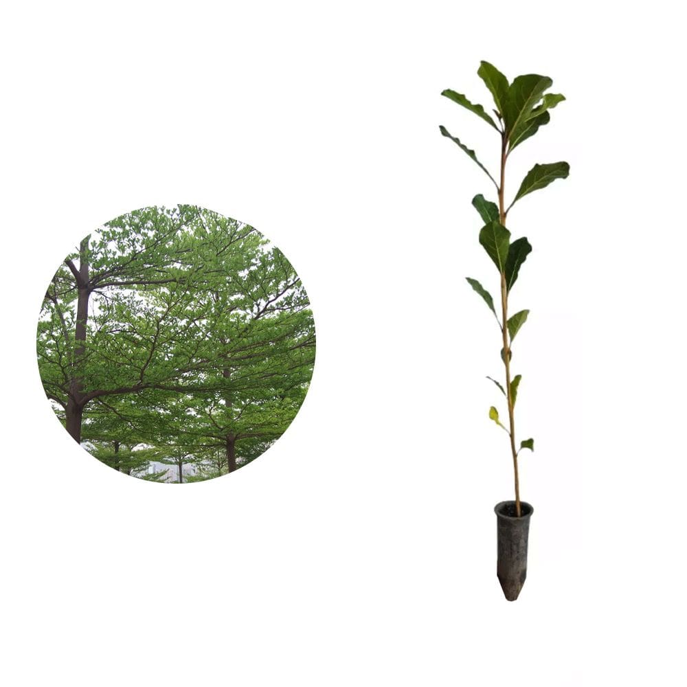 Muda de Sete Copas 20 a 40cm AMK - Plantas Online