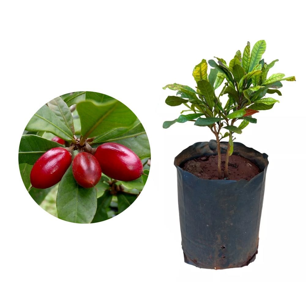 Muda de Fruta do Milagre 20 a 40cm AMK - Plantas Online