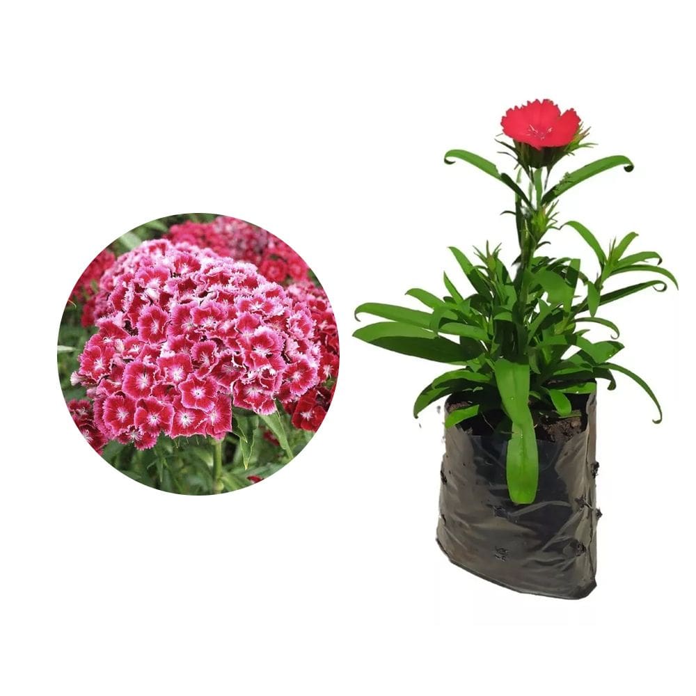 Muda de Cravina 20 a 40cm AMK - Plantas Online