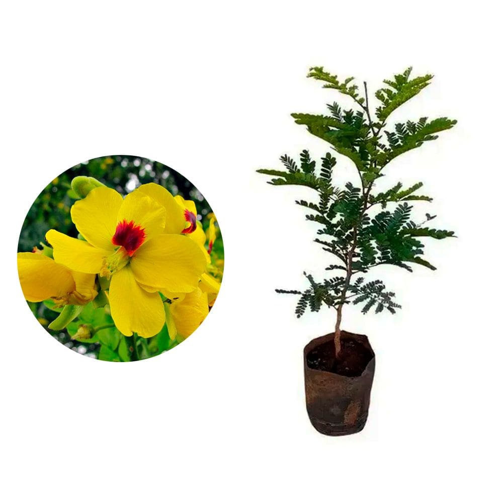 Muda de Pau Brasil 20 a 40cm AMK - Plantas Online