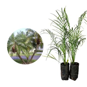 Muda de Palmeira Fenix 20 a 40cm AMK - Plantas Online