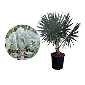 Muda de Palmeira Bismarckia 20 a 40cm AMK - Plantas Online