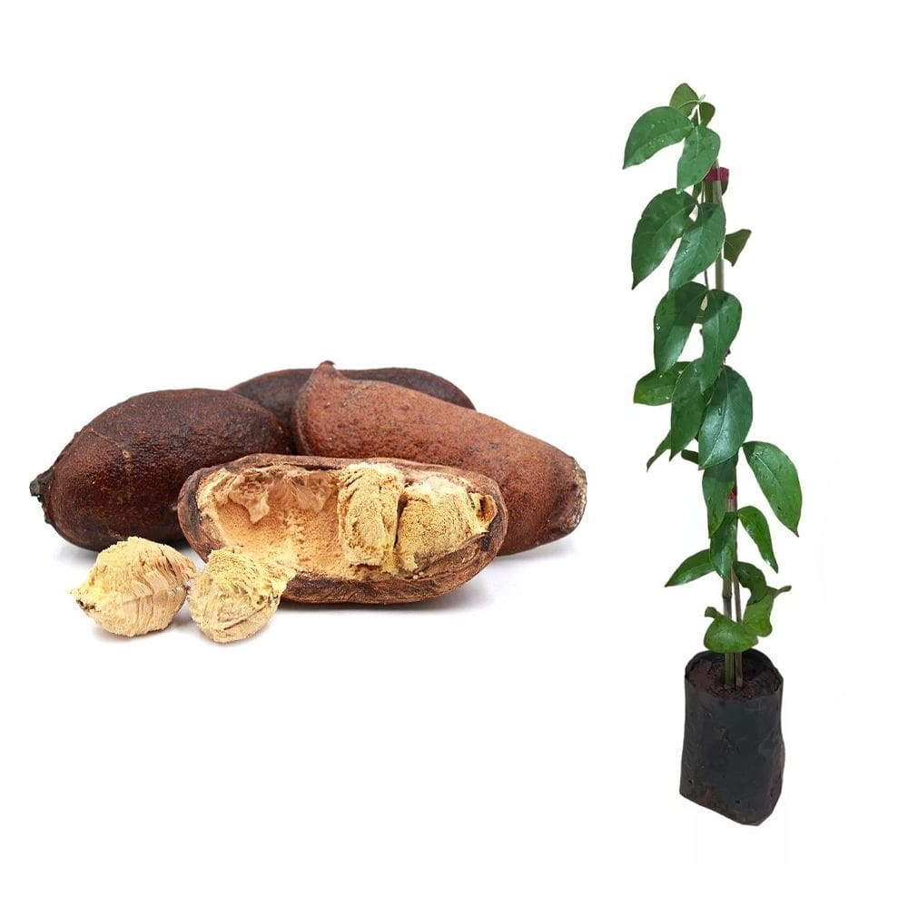 Muda de Jatobá 20 a 40cm AMK - Plantas Online
