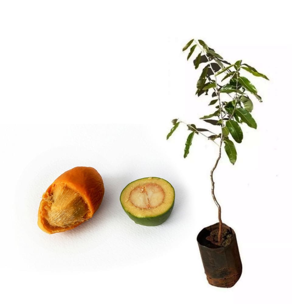 Muda de Oiti 20 a 40cm AMK - Plantas Online