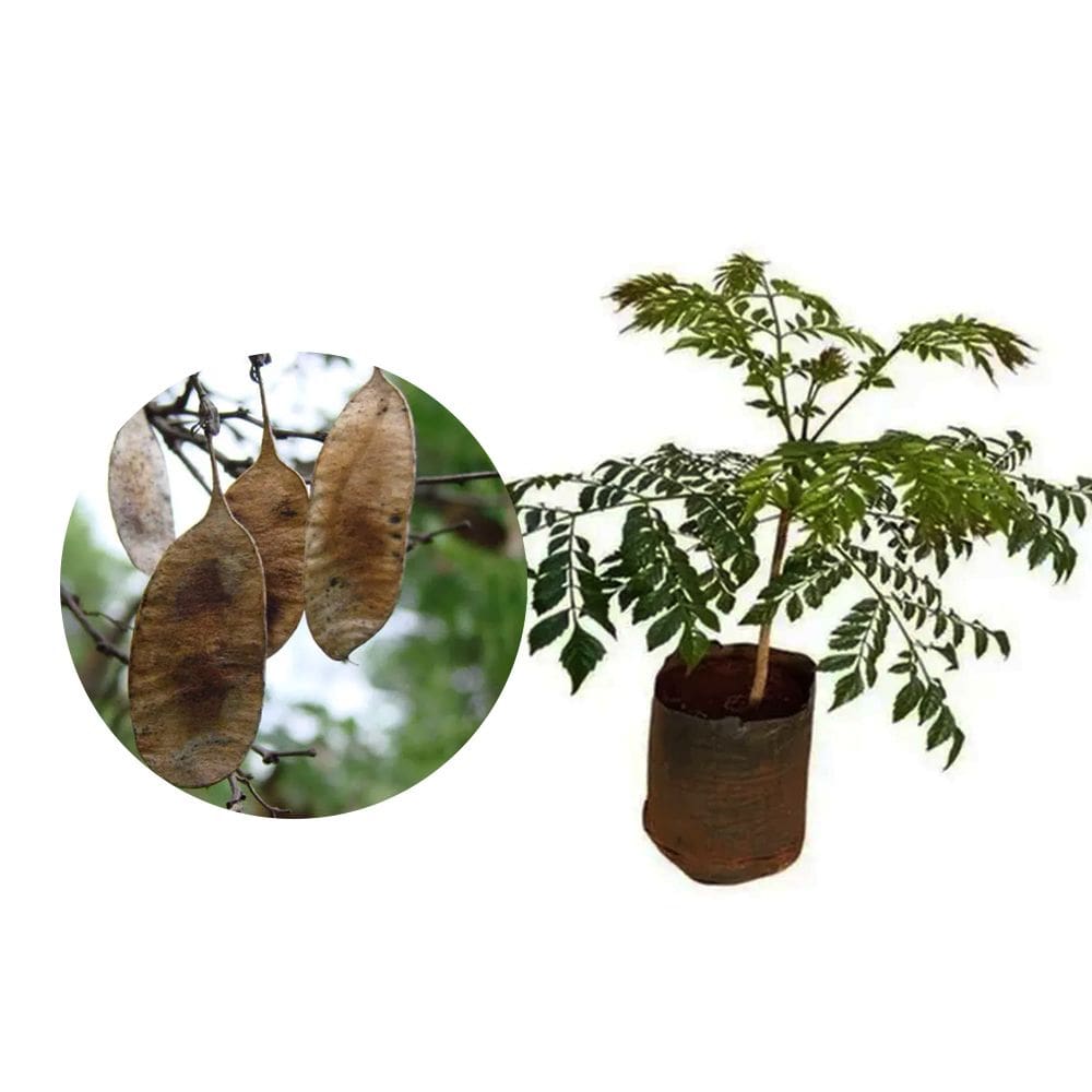 Muda de Jacaranda Da Bahia 20 a 40cm AMK - Plantas Online