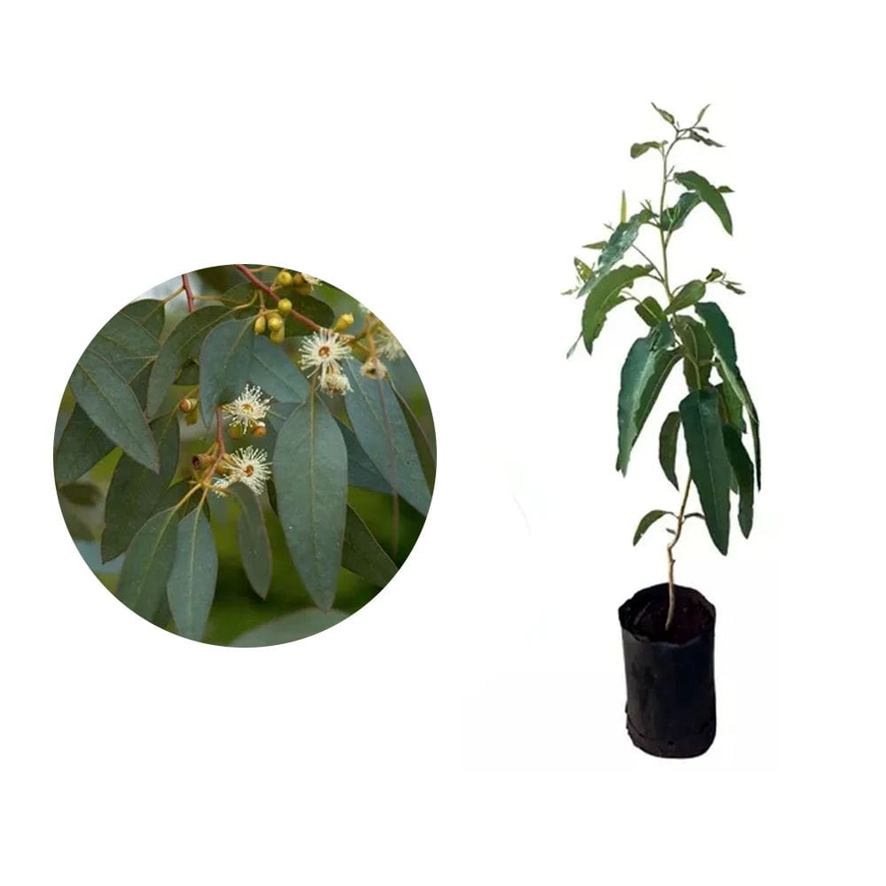Muda de Eucalipto Citriodora 20 a 40cm AMK - Plantas Online