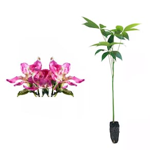 Muda de Paineira Rosa 20 a 40cm AMK - Plantas Online