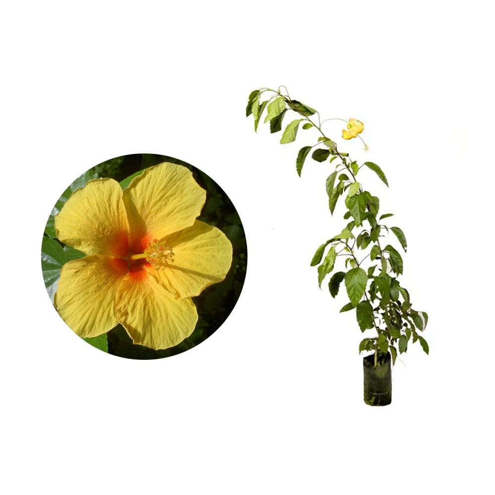 Muda de Hibisco Amarelo 20 a 40cm AMK - Plantas Online