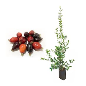 Muda de Cereja do Rio Grande 20 a 40cm AMK - Plantas Online